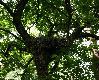 Odwiedzi�em znajome gniazdo bociana czarnego i by�em zdziwiony jak zobaczy�em w nim trzy m�ode 