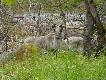 Renifer. Chyba co� troll z �ani� namiesza�, bo wygl�da jak DIABO�EK..