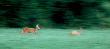 13-07-2014 Goni m�odego.