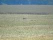 Odleg�o�� ok,800 metr�w .....