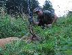 Ruja w pe�ni... zach�cam do polowa� z wabikiem.