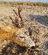 Niby "tylko" wid�ak  albo A�