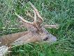 �w. Hubert poda�y� i 25.08.2014 pozyska�em swojego pierwszego koz�a. Niesamowite emocje i szcz�liwy fina� polowania. 