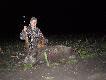 Na wrze�niowe dziki poluje si� naj�atwiej.Pierwsza pr�ba polowa mojej bawarki Weny.Pancio troch� pomaga�...i  uda�o si� odnale�� dziczka 44kg.Trzeba b�dzie regularnie �wiczy�.