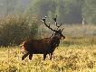 06-09-2014 Jeszcze jedno uj�cie bysia. Jego poro�e wyda�o mi si� znajome. Rzeczywi�cie dwa lata temu widzia�em go 3 razy. Ma rozerwan� lew� �y�k� wi�c nie tylko kszta�t poro�a za tym przemawia. W tej galerii s� jego foty z 2012.