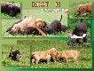 o. M�CHPL, CPC KASTOR vom Hinterbach KD I�, KT I� PP I�, HD A
m.M�ZwPL, M�CHPL GAMA-BITNA z �ab�dziej 33 (FCI) KD I�,KT III�,PP I�
