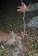 I w ko�cu jest, m�j PIERWSZY byk i to od razu przepi�kny my�kus. 4-5 rok �ycia, 135 kg wagi. Dzi�ki Ci �wi�ty Hubercie!