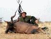 Hardebeest z�oty medal