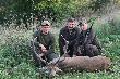 Wsp�lne zdj�cie przy byku. Jeszcze raz dzi�kuj� kol. Jarkowi, Bartkowi i Micha�owi za pomoc przy "zrywce" byka.  Le�nictwo Goraj.