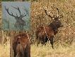 Na tym uj�ciu po lewej byk ma ma�� odnog� pod lewym opierakiem 10-09-2014. 30-09-2014 ju� nie ma tej odnogi. Przy okazji. Twierdzenie jakoby bycze bobki by�y takie wielkie wydaje si� bezpodstawne. :-)) 