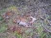 jelen �ania 04-10-2014r, 