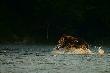 Nied�wied� brunatny. Bieszczady.