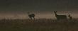 Zdj�cia nocne. Ksi�yc, mg�a, statyw, 5s na�wietlania, rozja�nienie i co� wysz�o.