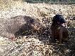 Szacunek dla ody�ca, by�o gro�nie.