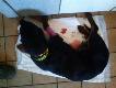 Han Z Podepniewek. 
Trzecie polowanie i o ma�o co straci� by �ywot