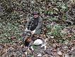 M�j pierwszy tryk .... Pozyskany z podchodu 11.11 .2014 . 