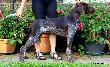 BJOYKA (Archie Keiviento x Djody v.d. Lutevelde)