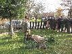 Sezon polowa� zbiorowych 2014/2015 rozpocz�� si� obiecuj�co. Na polowaniu hubertowskim w �owisku ,,Popowe Czo�o"  kol. Zygmunt pozyska� byka �smaka.