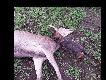 M�odszy jamnior Mauser w sobot� na dewiz�wce pierwszy raz zobaczy� jelenia. Przywita� si� z �ani� chwytem za gard�o i tarmoszeniem. Pasja w juniorze ro�nie z ka�dym polowaniem :)