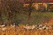 24-11-2014. Zdj�cie zamieszczam jako ciekawostk�. Zauwa�y�em, �e �urawie odlatuj� i l�duj� po zrobieniu ko�a na polu obok. Podszed�em tam rowem przy drodze, �eby mnie nie wypatrzy�y. Okaza�o si�, �e �urawie wyl�dowa�y przy sarnach. Uzna�y teren gdzie pas� si� sarny za bezpieczny.  �erowa�y jak na wsp�lnym podw�rku kaczki i kury.