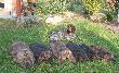 Redukcyjny odstrza� bobr�w 2014