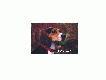 "Lucy" - dzi�kujemy Ci! 
To zdj�cie zamieszczam za zgod� D.Witlib, w�a�ciciela tego beagle.