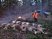 Mimo niesprzyjaj�cych warunk�w atmosferycznych knieja okaza�a si� dla nas go�cinna. Na polowaniu ambonowym w K� Bory Kuja�skie zosta�em v-ce kr�lem strzelaj�c �ani� jelenia i dzika.

