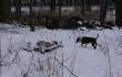 Dzi� trafi�em na resztki byka w odleg�o�ci 50 metr�w od ambony 