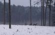 Najpierw spotka�em trzy byki kt�re przez d�u�sz� chwil� da�y si� fotografowa�. 