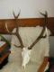 Wieniec po preparacji. Waga 5,40 kg (po tygodniu). D�ugo�� tyk po 81 cm. Wiek -  8-my rok. To jest 18-ty wieniec w mojej kolekcji. 