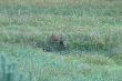 Zdjecia s� poruszone,ale emocje by�y g�r� :-)