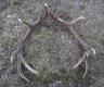 A tak wygl�da para walecznego byczka 14-stak nieregularny z ob�amanymi odnogami. Lewa tyka z 08-03-2015,a prawa 10-03-2015. ��czna waga 3,5 kg.