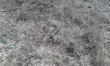 11-03-20215 Zajecha�em z bratem w star� miejsc�wk� i jest �adny zesz�oroczny �smak,przy�o�ony ga��ziami przez pilarzy... Waga 2.00kg d�ugi na 94cm. Oczniak ma d�ugo�� 40cm.