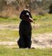JOSCA v.d. Varenbeek - 6 miesiecy (Archie Keiviento x Kima v.d. Varenbeek)