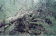 To s� moje tereny �owieckie. Zdj�cia te robi�em id�c w nagance.  Tych drzew nikt nie usuwa, podlegaj� naturalnej degradacji.