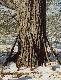 White Pine - bia�a sosna, tylko gdzieniegdzie osi�ga okaza�e wymiary. 