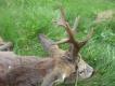 Kozio� pozyskany w sobot� 9 05 2015 o 5,30 a filmik z nim na You Tube ,,Polowanie na koz�a,,
https://www.youtube.com/watch?v=Rltsf2PdwUg