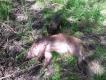 Kolega z ko�a wczoraj oko�o 22 odda� strza� do dzika ze sporej watahy. Na zestrzale znalaz� sporo farby malowanej wysoko na zbo�u i z�b. Trop wst�pnie sprawdzony przez psa kolegi - pracowa� �adnie przez kilkaset metr�w ale zakr�ci� si� na odbiciu postrza�ka od watahy. Oko�o 9.30 nast�pnego dnia rozpocz�li�my z Artim prac� na tropie. Po kilkuset metrach przeci�li�my le�n� drog� na,kt�rej wyra�nie odci�ni�ty by� pojedy�czy ju� trop. Dalej ze wzgl�du na g�sty teren pu�ci�em Artiego luzem - nie zwyk� przepuszcza� takich okazji aby zata�czy� na dziczym grzbiecie. Po nieco ponad 2.5 km od miejsca,gdzie zacz�li�my jamnior namierzy� przelatka w olszynie podbitej czeremch� i pokrzywami. By�o jeszcze spotkanie oko w oko z kabanem i po wszystkim. Obustronnie strzaskana �uchwa - po takim postrzale niechybnie m�czy�by si� d�ugo.