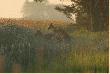 5:30 rano. Trzy byki daniela w r�nym wieku.
