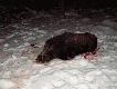 Udane zako�czenie sezonu na dziki - odyniec strzelony przeze mnie wczoraj (28.02.2006r.) o godz. 17.35 na lesie. Wyszed� z m�odnika i sun�� na wysoki las pod d�by. Waga 90 kg, niez�y or� (fotk� zamieszcz� po preparacji).