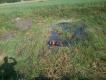 Piesek kt�rego nie trzeba zach�ca� do k�pieli:-)