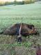 Pierwszy dzik na polowaniu indywidualnym, odyniaszek 75kg szable po oko�o 17cm. Darz B�r