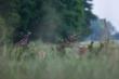 ostatni k�s przed wej�ciem do lasu