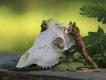 Trofeum Darka. Bardzo symetryczne. Scypu� na parostkach. nie da� rady wytrze�. Kostnienie wy�amanych mo�d�eni nie zako�czone