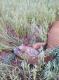 my�kus, kt�rego uda�o mi si� upolowa� 13.06.2015 po kt�rtkim wieczornym podchodzie