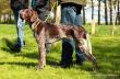 KELLY v.d. Blanke Biele (Archie Keiviento x Tessa v.d. Blanke Biele) - 12 m-cy