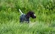 KIM v.d. Blanke Biele (Archie Keiviento x Tessa v.d. Blanke Biele) - 12 m-cy