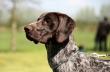 KIM v.d. Blanke Biele (Archie Keiviento x Tessa v.d. Blanke Biele) - 12 m-cy