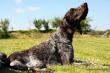 KIM v.d. Blanke Biele (Archie Keiviento x Tessa v.d. Blanke Biele) - 12 m-cy