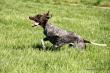 KIM v.d. Blanke Biele (Archie Keiviento x Tessa v.d. Blanke Biele) - 12 m-cy